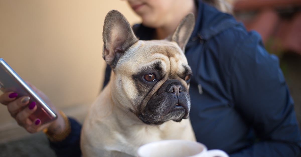 How do I use "centeroncell" on a cell name with an apostrophe in it? - Unrecognizable female sitting with French bulldog and browsing mobile phone on blurred background How do I use "centeroncell" on a cell name with an apostrophe in it? - Unrecognizable female sitting with French bulldog and browsing mobile phone on blurred background