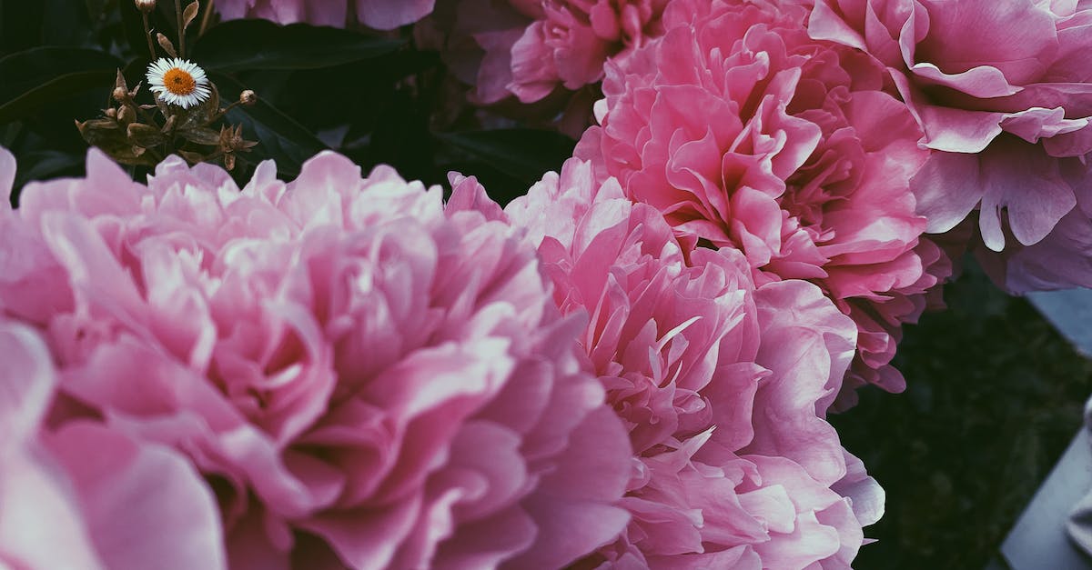 How do I use /setblock to put down a flower pot with an Oxeye Daisy in it? - From above closeup decorative fragrant peony flowers of pink color cultivated in pot at home