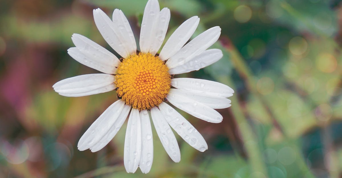 How do I use /setblock to put down a flower pot with an Oxeye Daisy in it? - White Daisy Flower With Water Dew