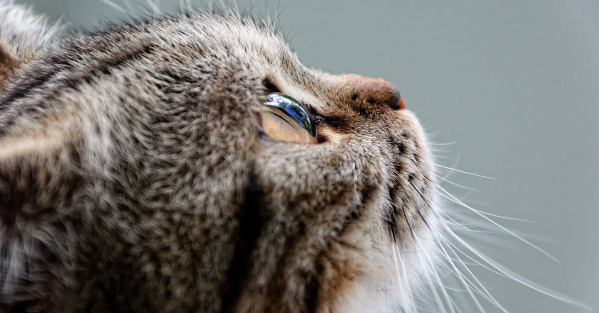 How do I view all my kittens? - Brown Cat