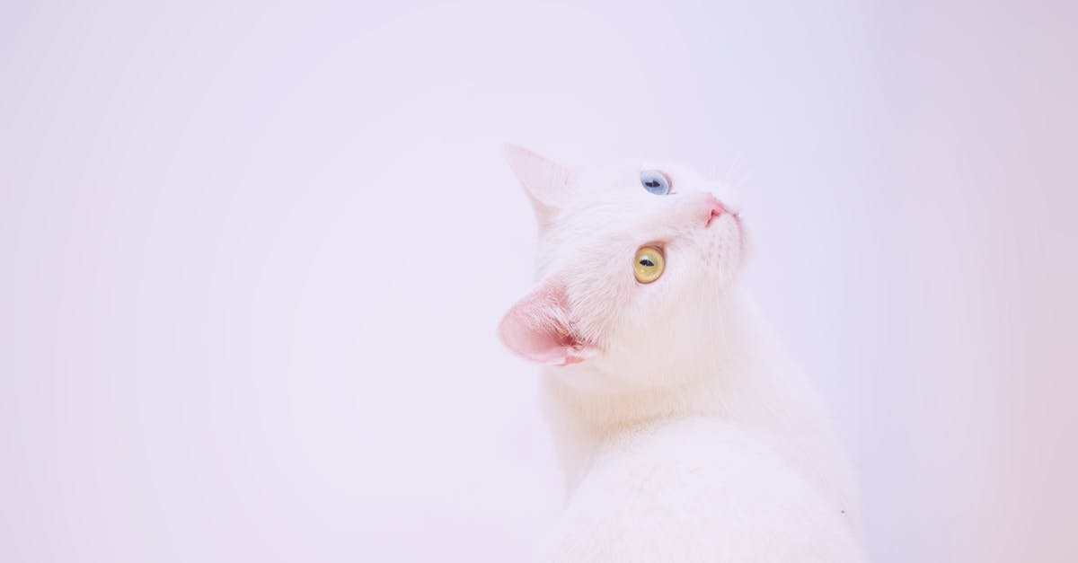 How do I view all my kittens? - Short-coated White Cat How do I view all my kittens? - Short-coated White Cat