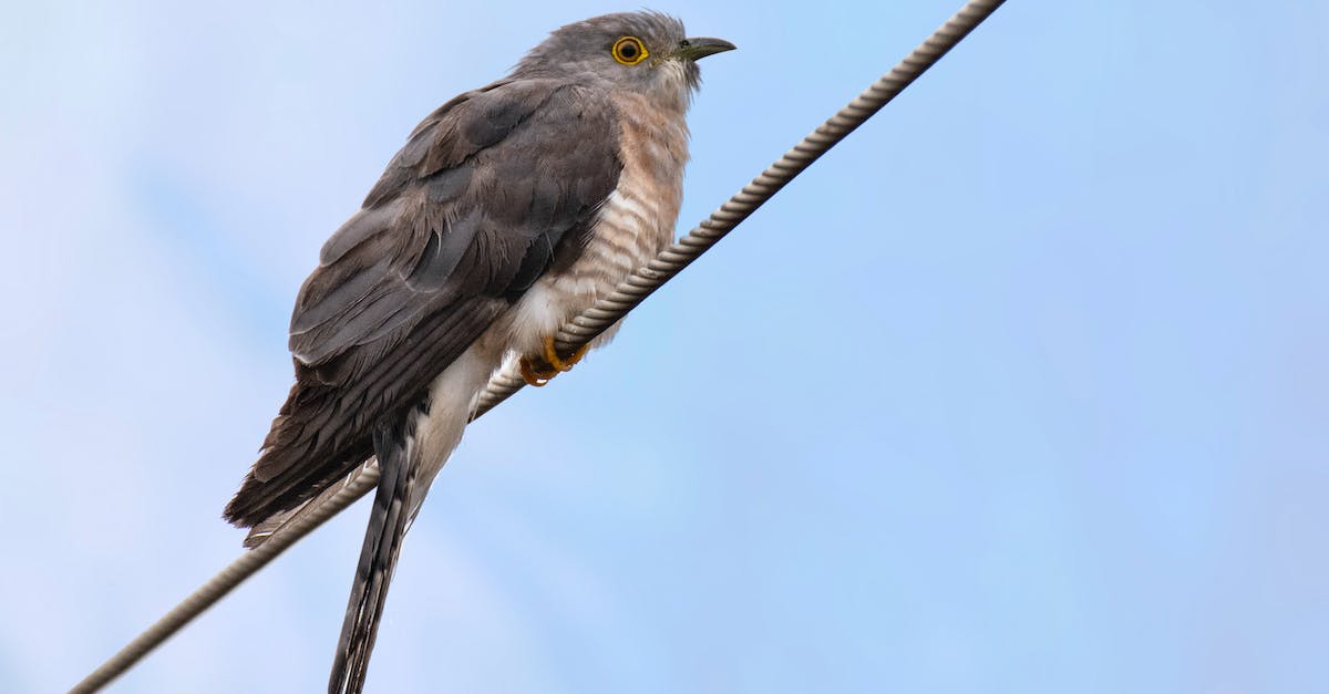 How do I wire up my hexipal? - Brown and White Bird on Black Wire