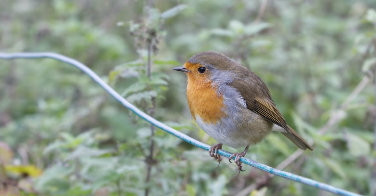 How do I wire up my hexipal? - Robin How do I wire up my hexipal? - Robin