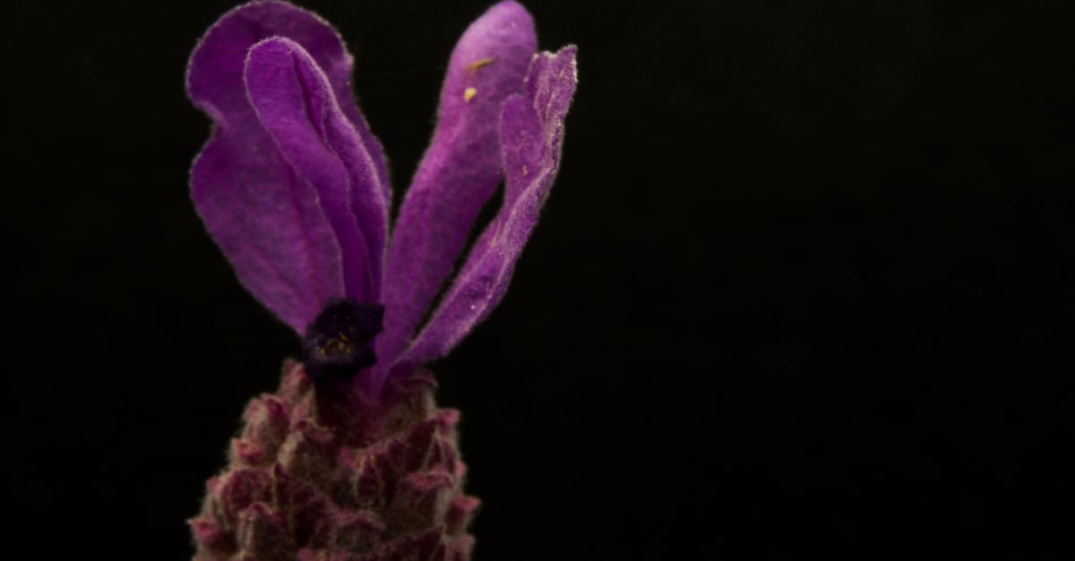 How do players find the more intricate secrets in the Dark Souls series? - Purple Flower With Black Background