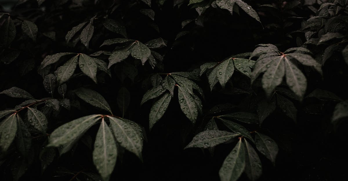 How do rainy days affect plant growth? - Close-Up Photo Of Green Leaves How do rainy days affect plant growth? - Close-Up Photo Of Green Leaves