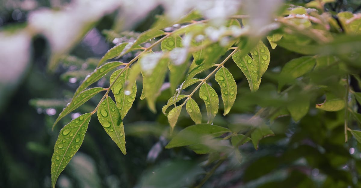 How do rainy days affect plant growth? - Green plant leaves covered with raindrops in park How do rainy days affect plant growth? - Green plant leaves covered with raindrops in park