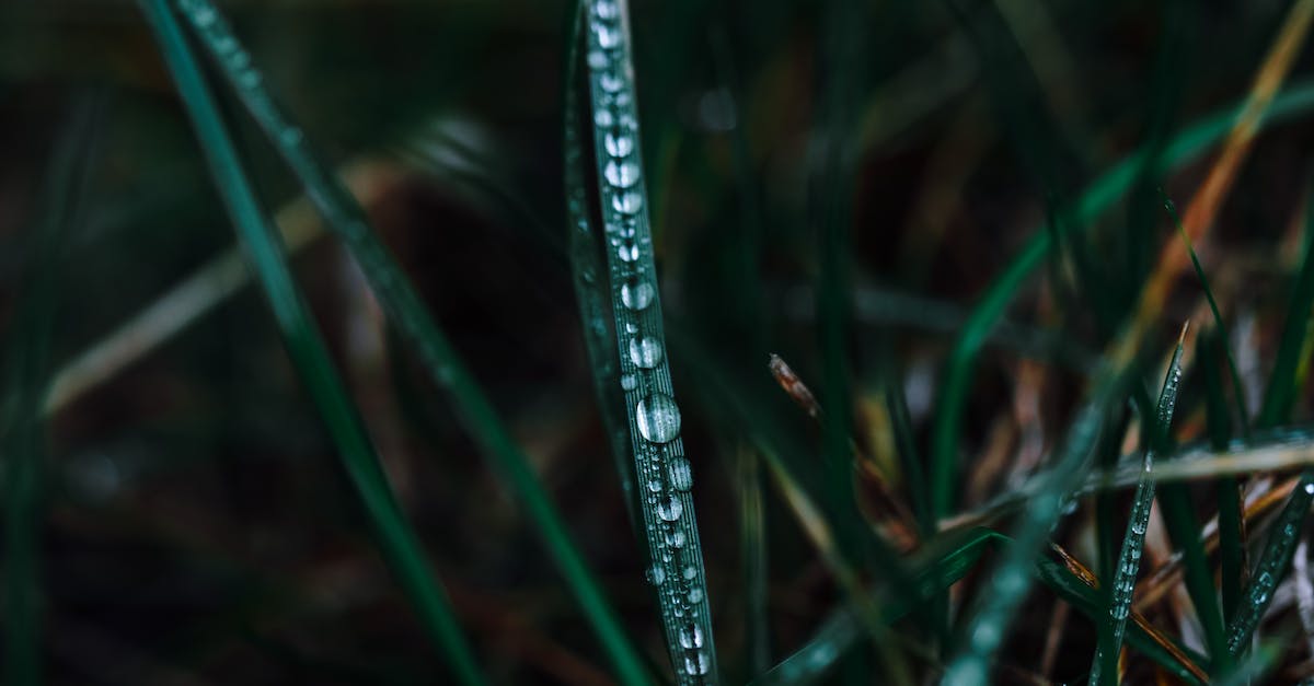 How do rainy days affect plant growth? - Grass with small transparent water drops on green stem growing on meadow on blurred background How do rainy days affect plant growth? - Grass with small transparent water drops on green stem growing on meadow on blurred background
