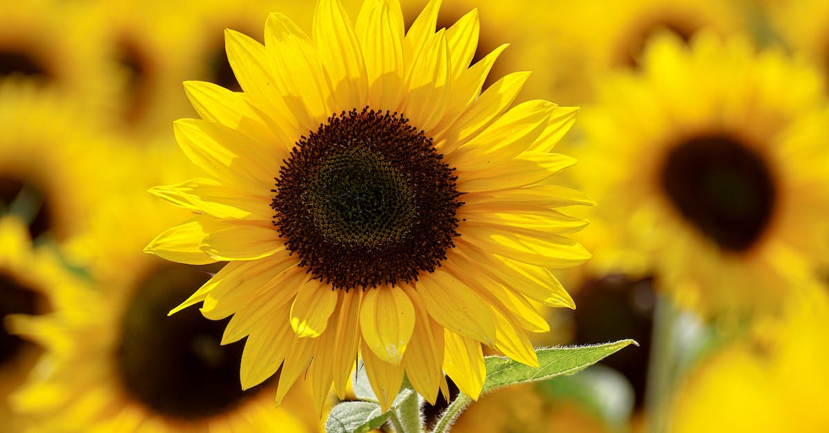 How do the Bonus Reward skills/items interact with each other? (JP Up, Exp Up, More Money, Growth Egg and Golden Egg) - Shallow Focus Photography of Yellow Sunflower Field Under Sunny Sky