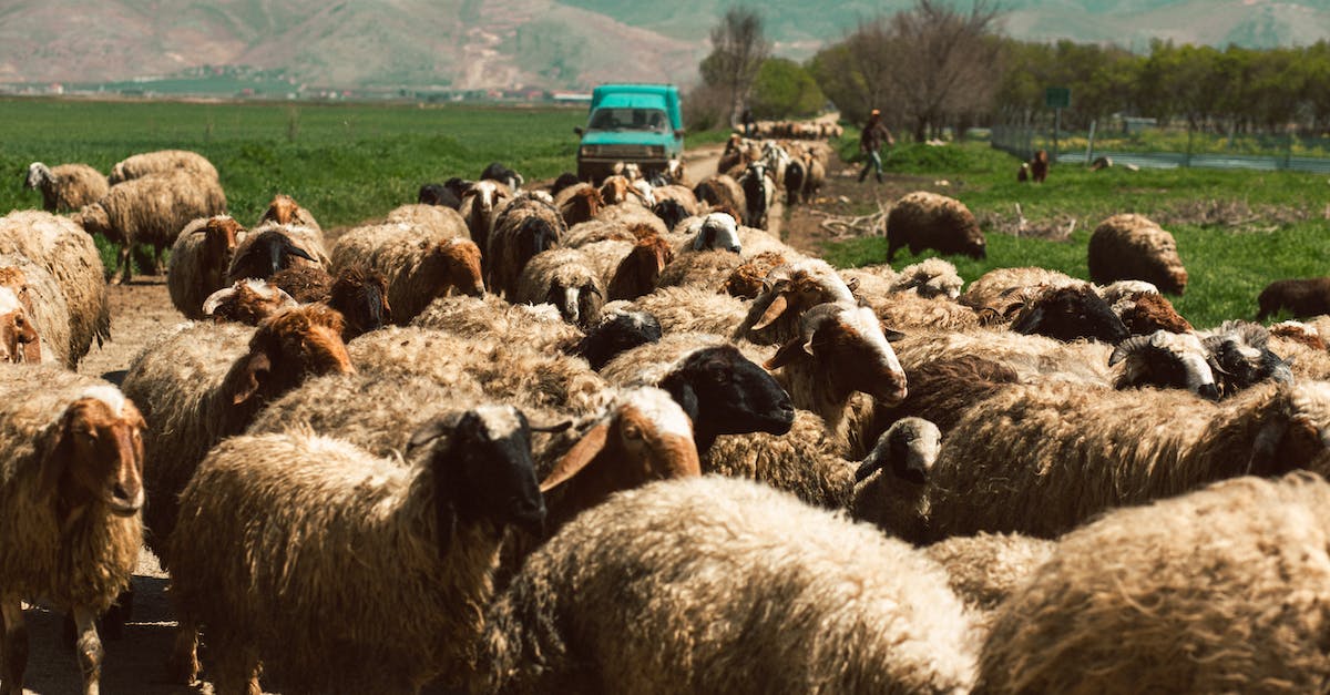 How do you breed a green sheep in minecraft? - Flock of sheep in countryside