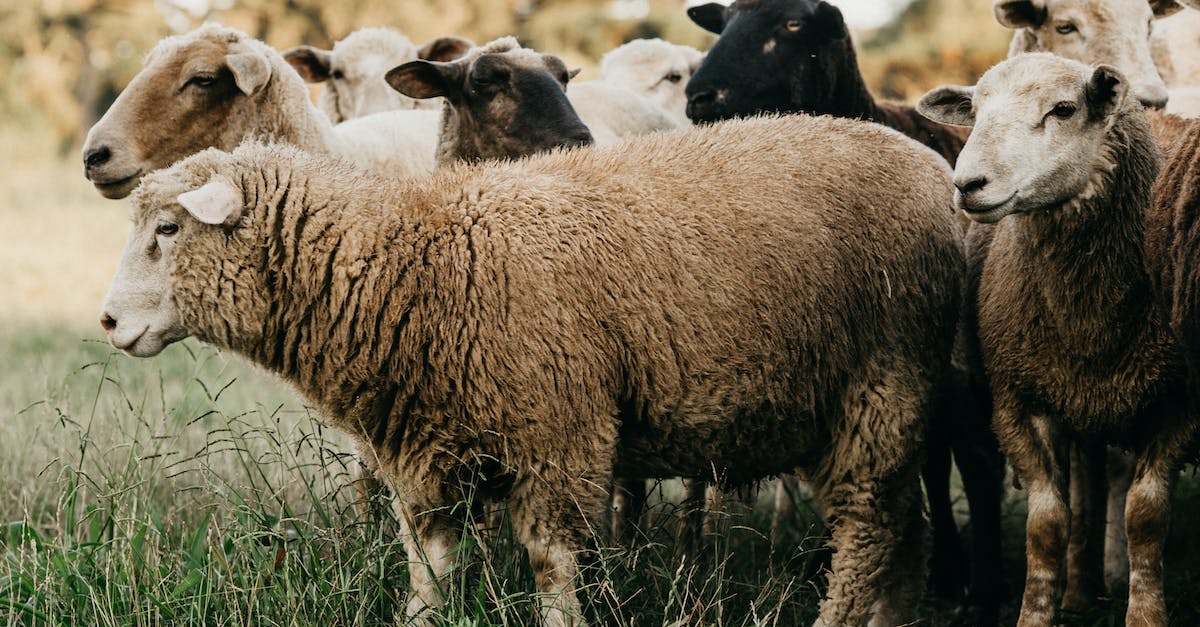 How do you breed a green sheep in minecraft? - Flock of domestic sheep pasturing together on grassy lawn in summer countryside in daylight