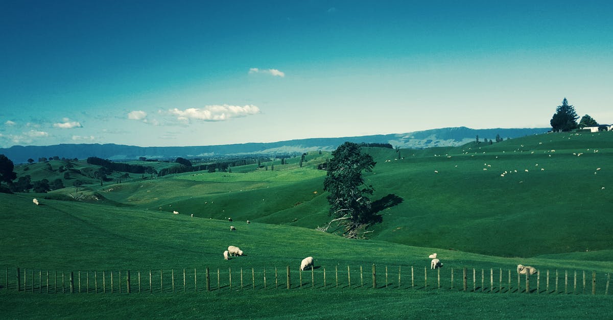 How do you breed a green sheep in minecraft? - White Furred Animals on Green Grass Field