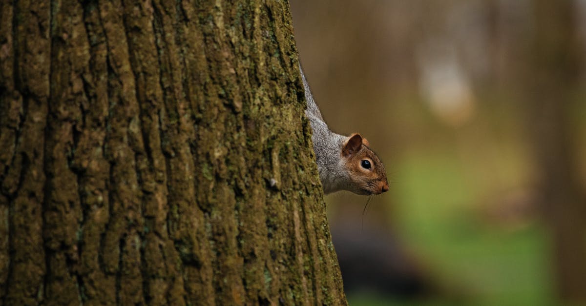 How do you calm down startled animals so they can be killed? - Small squirrel on trunk of tree in forest