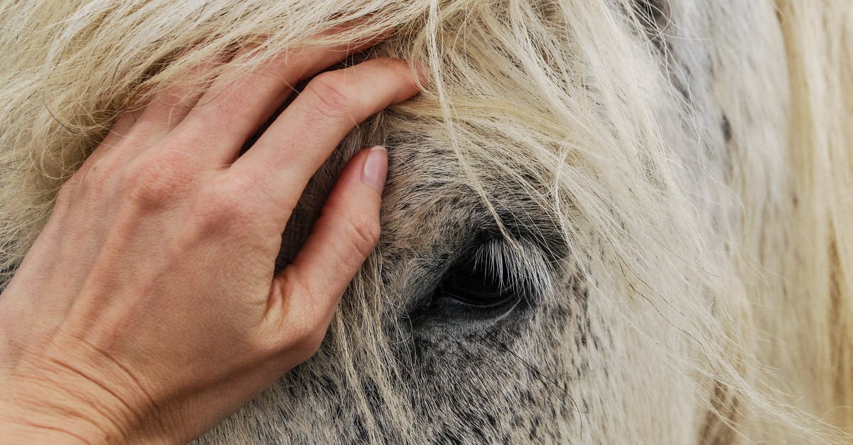 How do you calm down startled animals so they can be killed? - Person's Hand on White Horse's Face How do you calm down startled animals so they can be killed? - Person's Hand on White Horse's Face
