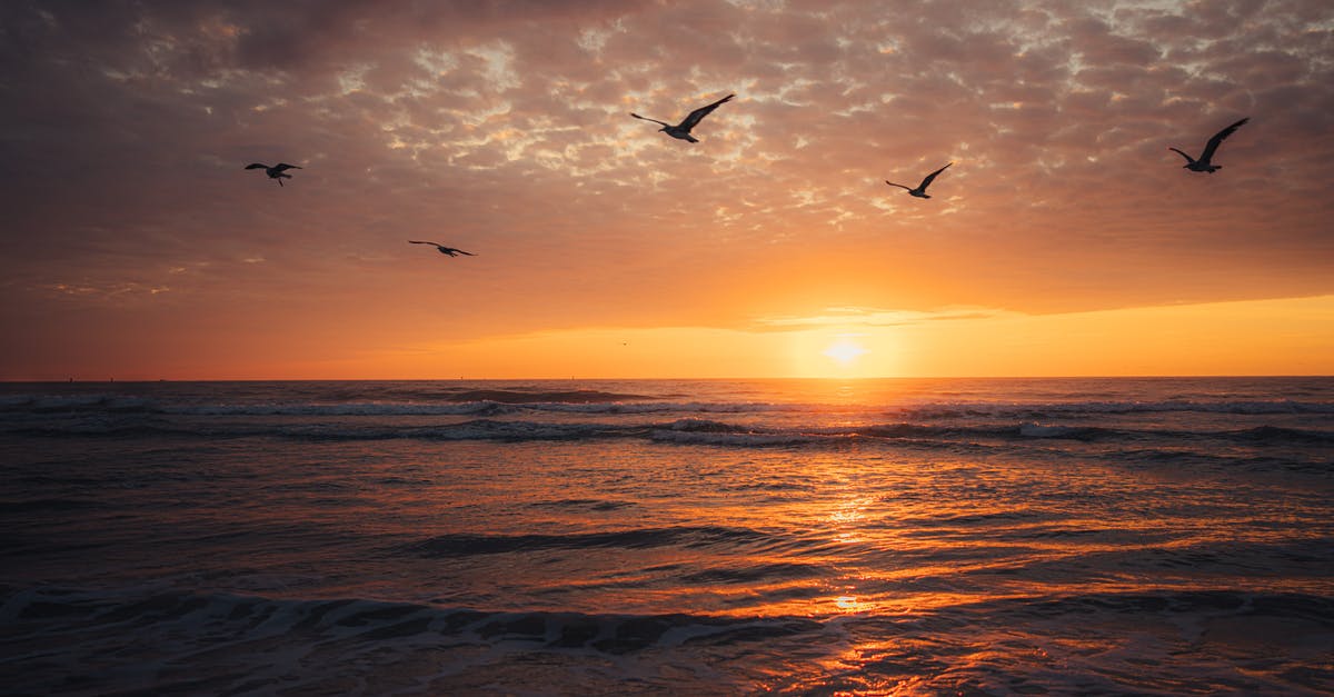 How do you calm down startled animals so they can be killed? - Seagulls Flying Above Sea at Sunset How do you calm down startled animals so they can be killed? - Seagulls Flying Above Sea at Sunset
