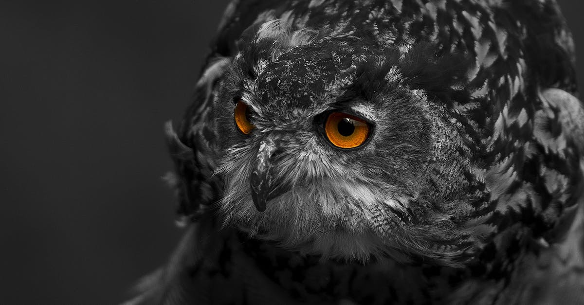 How do you cast Eyes of the Hawk? - Grayscale Photography of Hwak