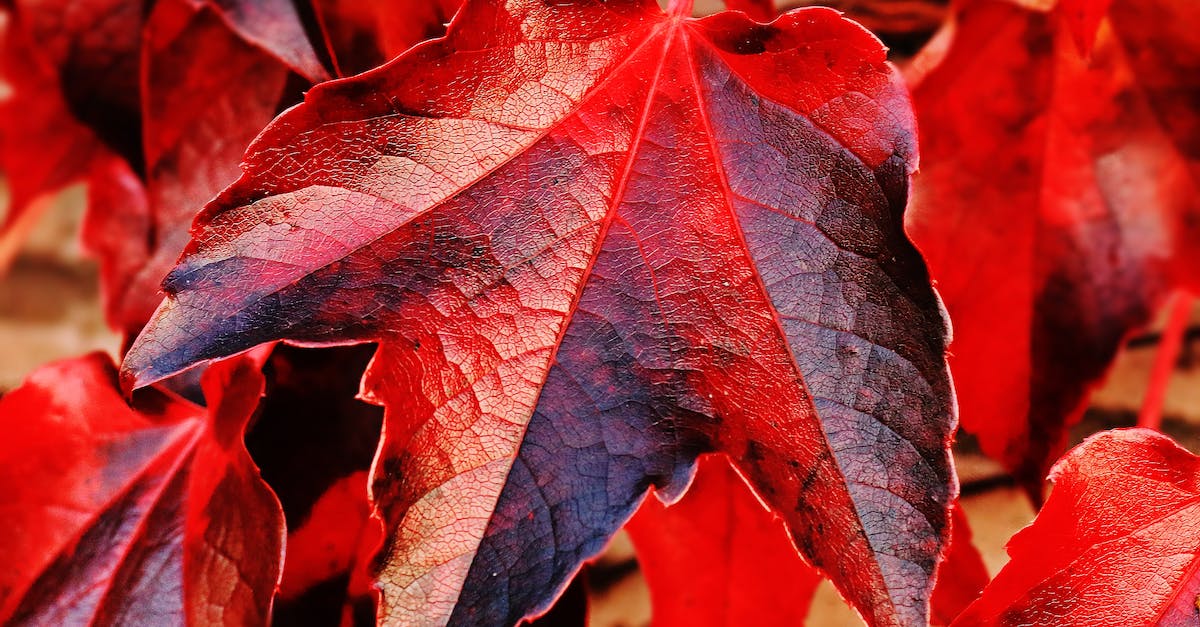How do you change your color scheme in Skullgirls? - Red and Brown Plant Leaf in Closeup Photo