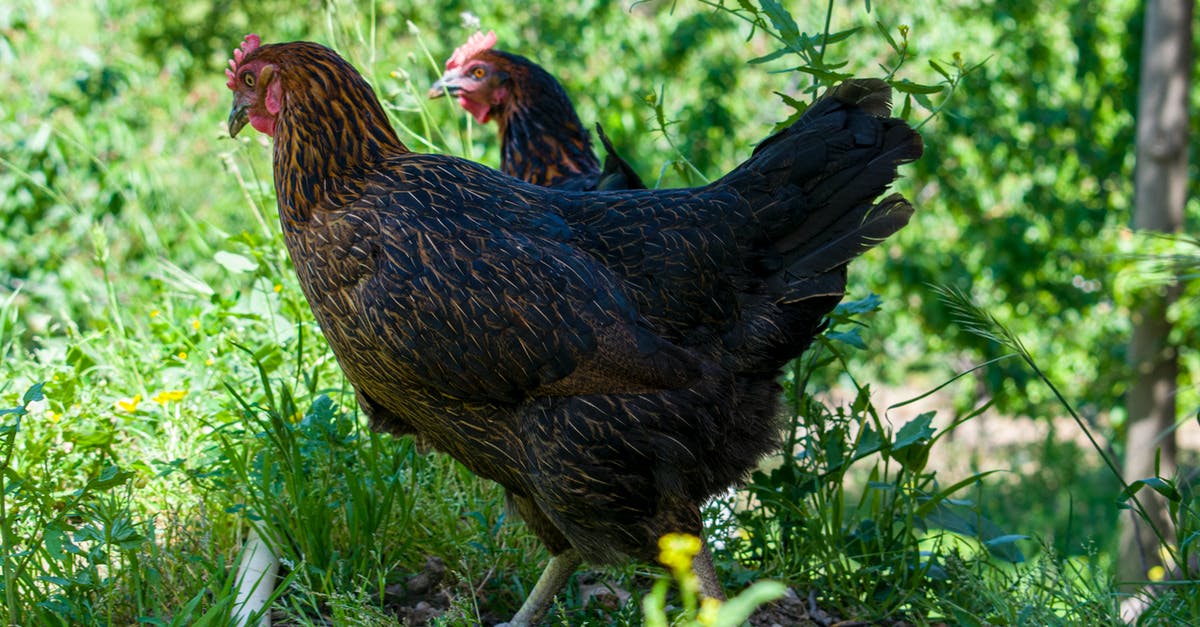 How do you feed a chicken in Mine Blocks? - Side view chickens with dark brown feathers walking on lush sunny meadow in countryside How do you feed a chicken in Mine Blocks? - Side view chickens with dark brown feathers walking on lush sunny meadow in countryside