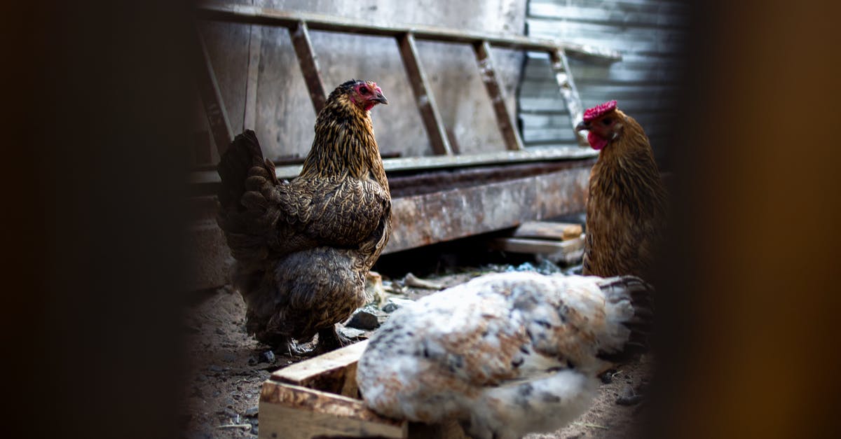 How do you feed a chicken in Mine Blocks? - Various graceful hen walking on dry shabby surface and feeding in chicken coop on farm in daylight How do you feed a chicken in Mine Blocks? - Various graceful hen walking on dry shabby surface and feeding in chicken coop on farm in daylight