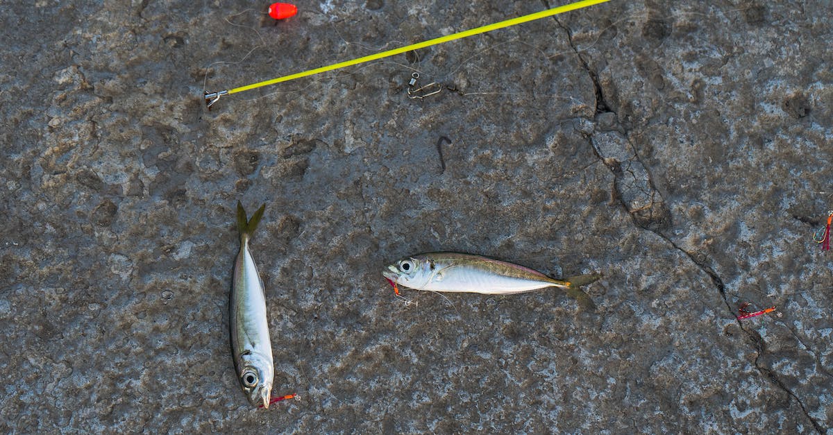 How do you find a fishing rod in Terraria for PS Vita? - Silver Fish on Gray Concrete Floor