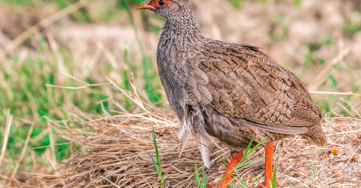 How do you find the carrier bird? - Side view of single wild partridge with brown plumage walking on ground with dry grass in pasture in countryside