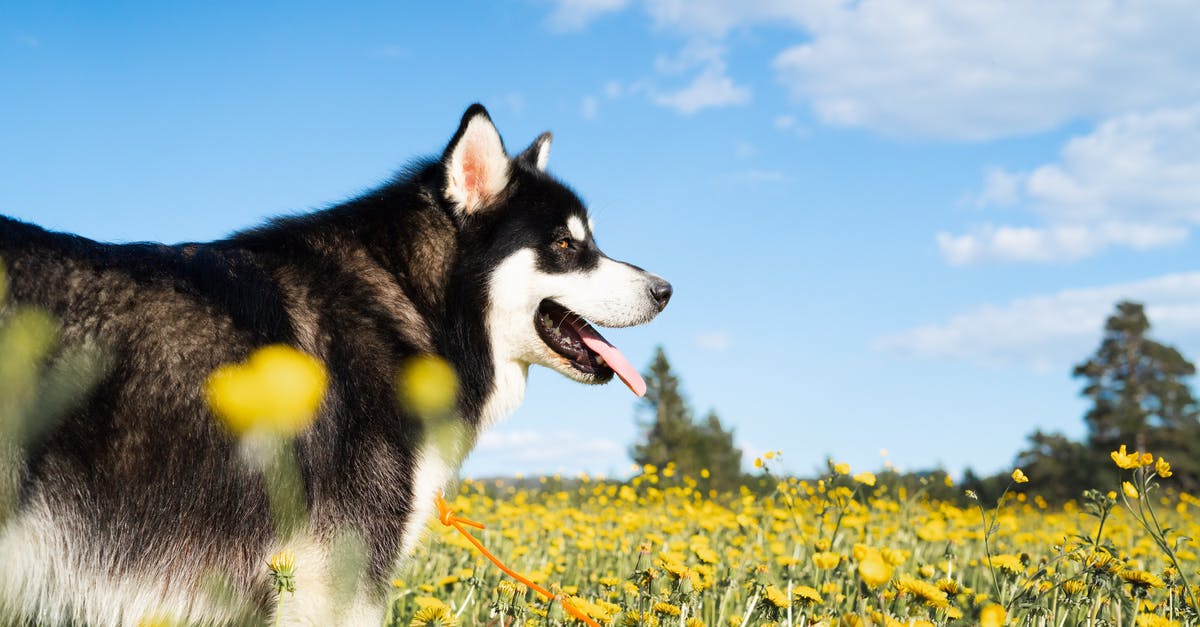 How do you get a dog to come while it's standing up in minecraft - Dandelion heaven.