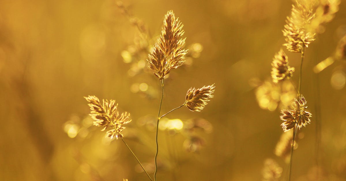 How do you get a Gold Slime? - Close-up of Wheat Plant during Sunset