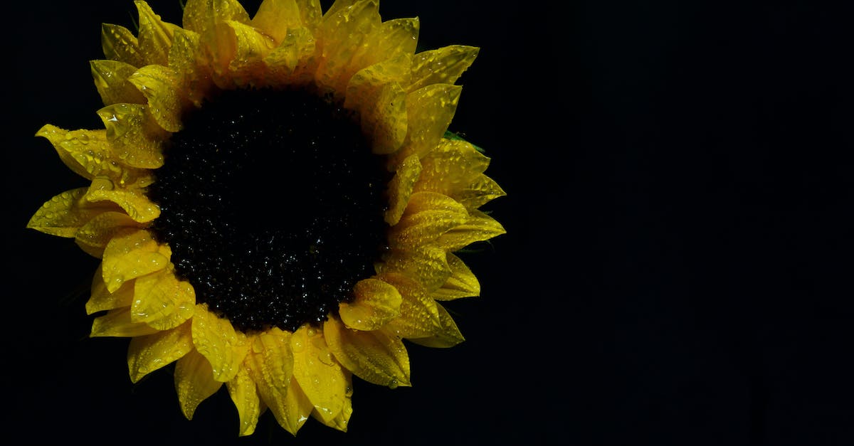 How Do You Get All Solar In A Single Starting Drop? - Sunflower Photography