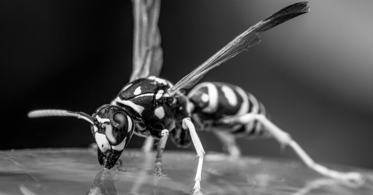 How Do You Get All Solar In A Single Starting Drop? - Black and white closeup of small wasp with wings drinking water from transparent waterdrop in wild forest on blurred background