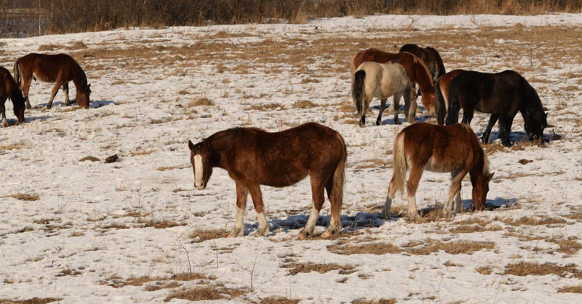 How do you get horses in Minecraft for PS4? - Brown and Black Horses on White Sand