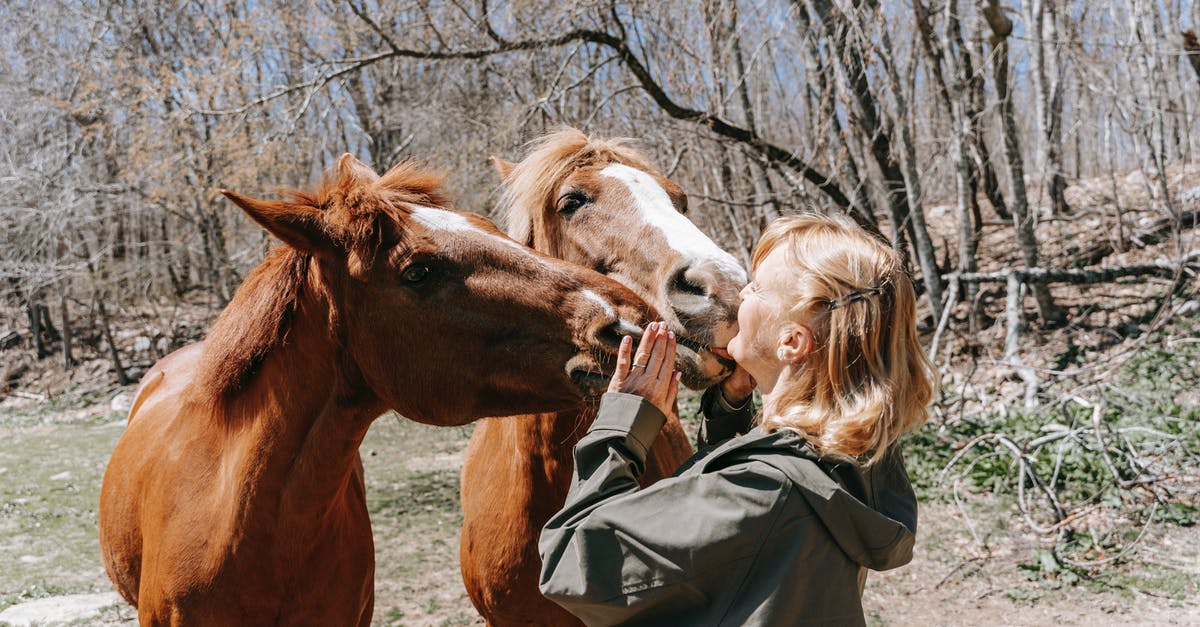 How do you get horses in Minecraft for PS4? - Free stock photo of animal, cavalry, chestnut How do you get horses in Minecraft for PS4? - Free stock photo of animal, cavalry, chestnut