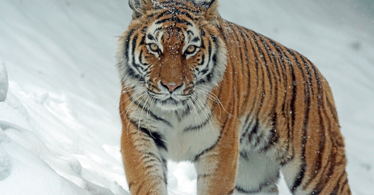 How do you get the Angry Tiger in Saints Row IV? - Tiger