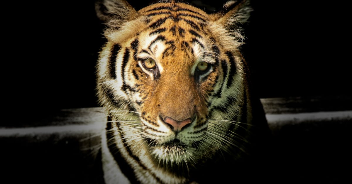 How do you get the Angry Tiger in Saints Row IV? - Wildlife Photography of Tiger How do you get the Angry Tiger in Saints Row IV? - Wildlife Photography of Tiger