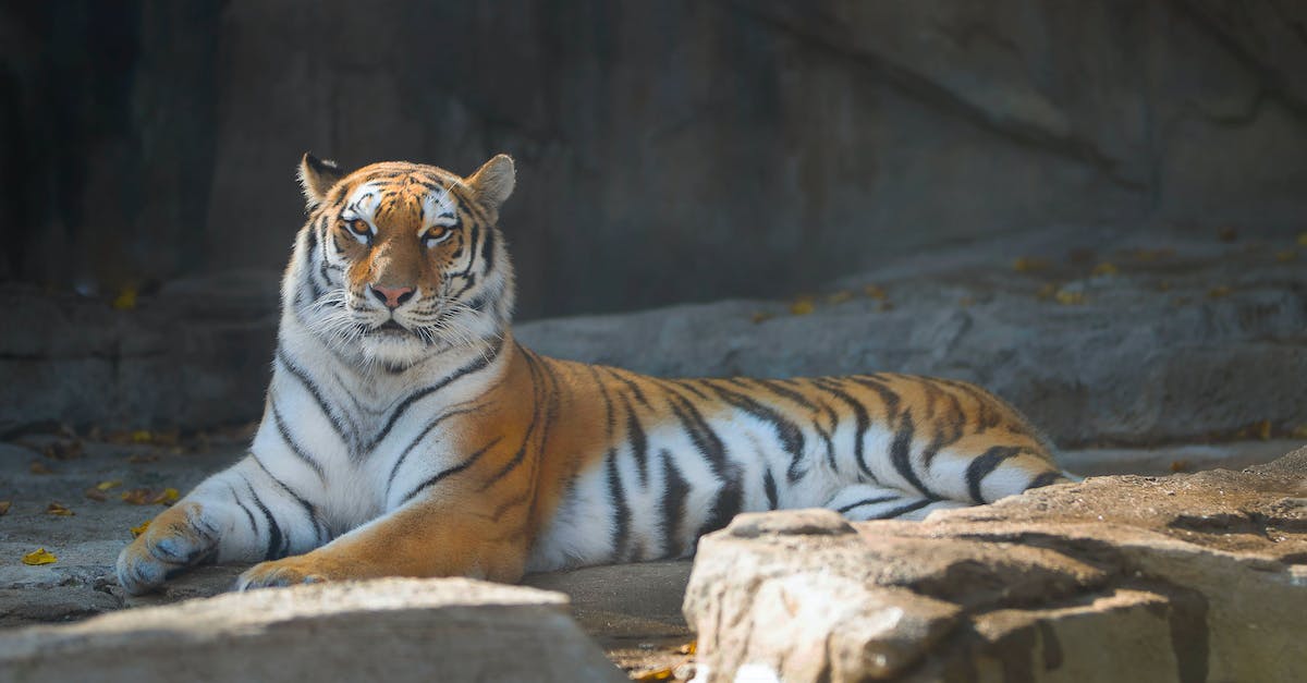 How do you get the Angry Tiger in Saints Row IV? - Photo Of a Tiger Lying on Rock How do you get the Angry Tiger in Saints Row IV? - Photo Of a Tiger Lying on Rock