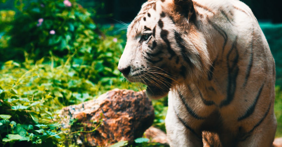 How do you get the Angry Tiger in Saints Row IV? - Close-Up Photography of Tiger How do you get the Angry Tiger in Saints Row IV? - Close-Up Photography of Tiger