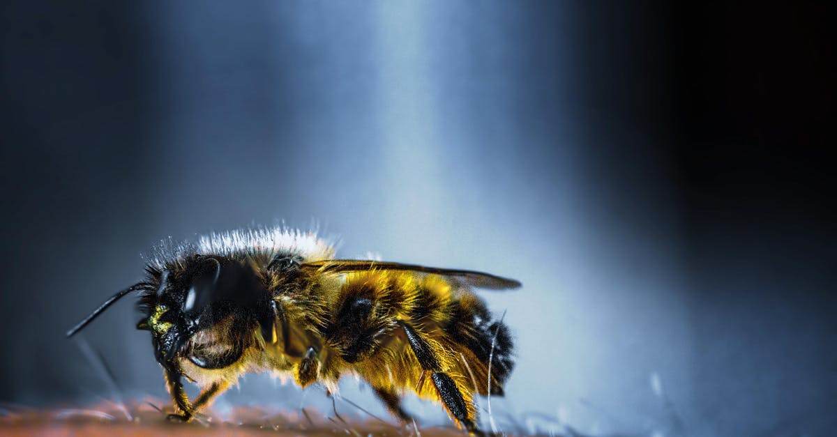 How do you harvest honey in Witcher the Wild Hunt? - Yellow and Black Bee in Macro Photography