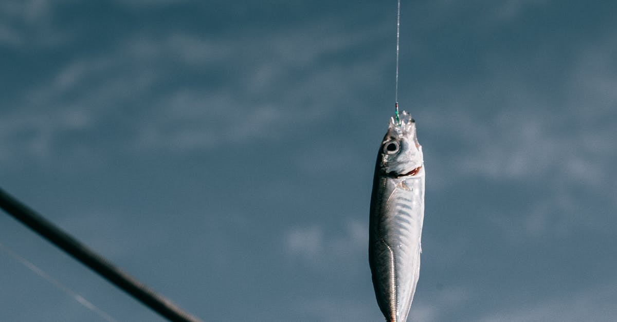 How do you hook multiple Triggerzones up to a single Respawn Pad in Rec Room? - Fish hanging on hook against blurred background