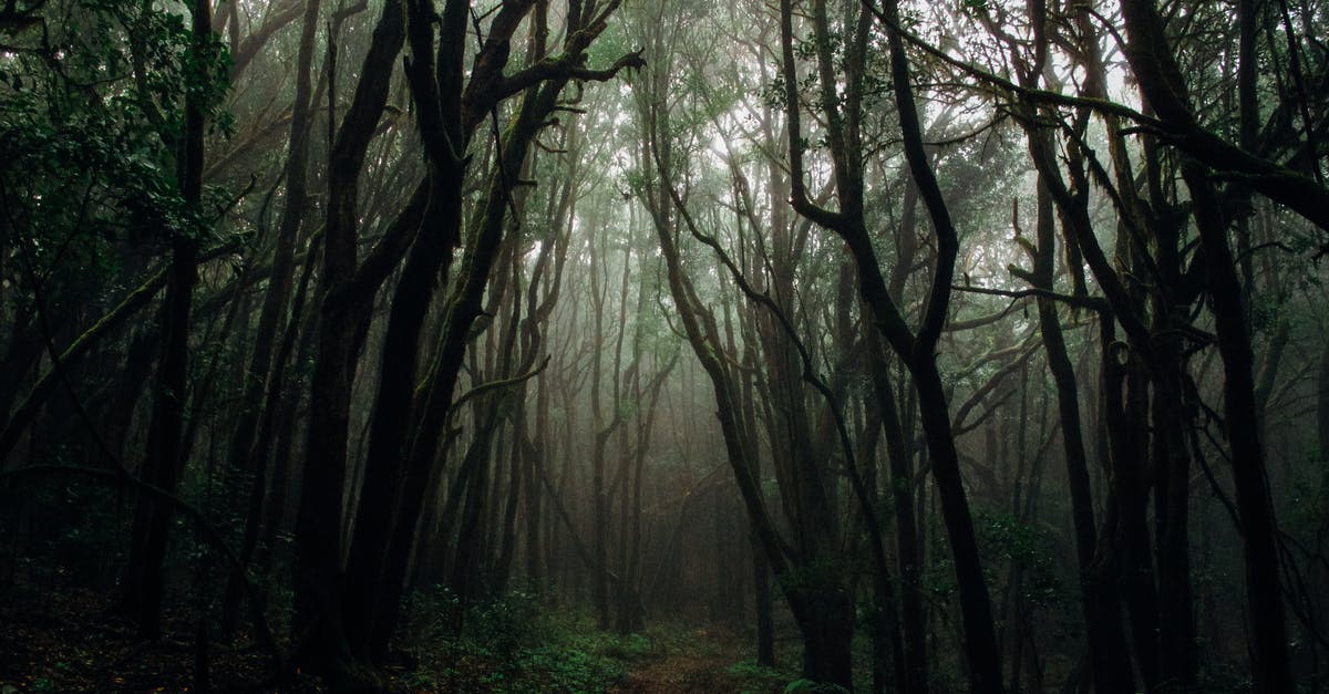 How do you jungle in Smite? - Photo of Forest With Fog How do you jungle in Smite? - Photo of Forest With Fog