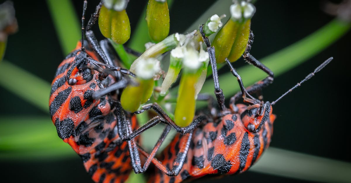 How do you know where to dig for insects underground? - Orange and Black Butterfly Perched on White Flower