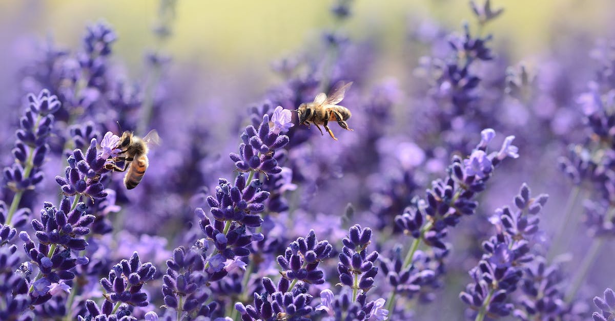 How do you know where to dig for insects underground? - Bees on Purple Flower How do you know where to dig for insects underground? - Bees on Purple Flower