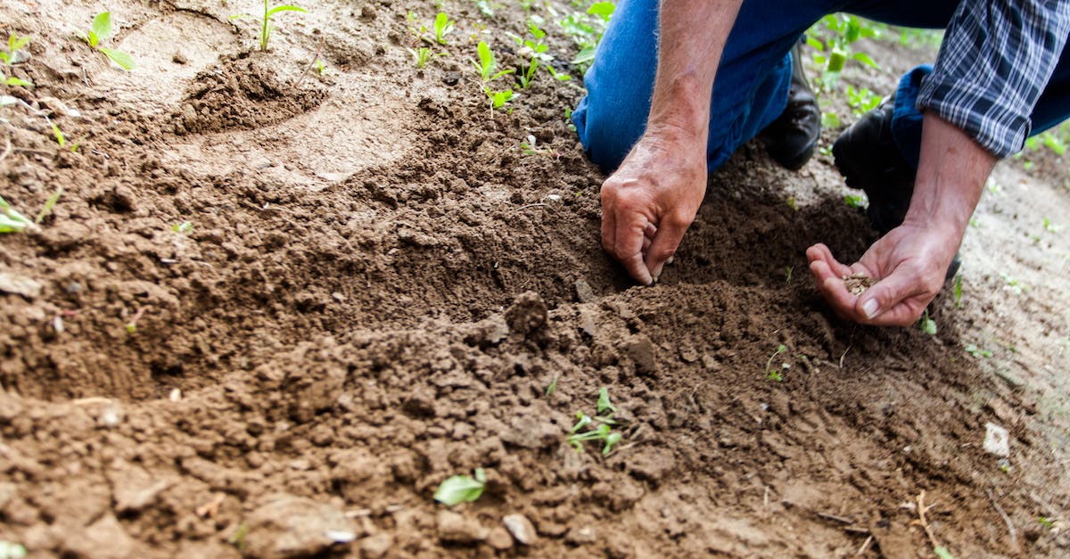 How do you know where to dig for insects underground? - Man Planting Plant How do you know where to dig for insects underground? - Man Planting Plant