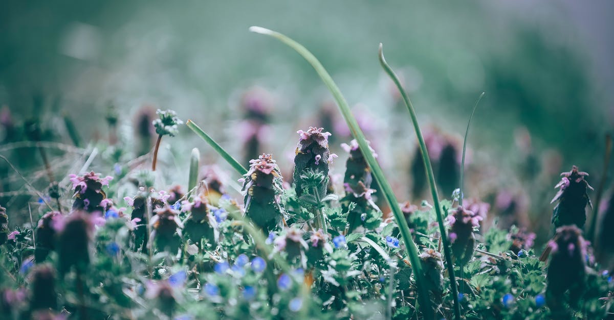 How do you level up field skills? - Closeup of blooming exotic red dead nettle plant with purple flowers growing in green field