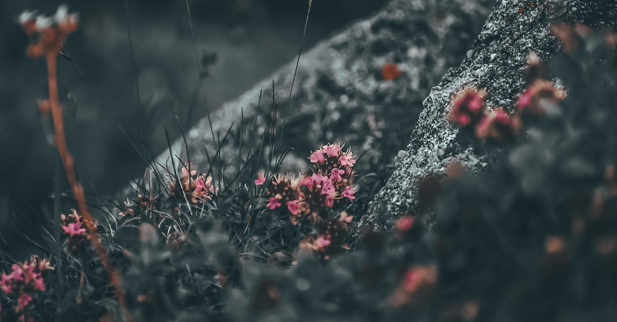 How do you level up field skills? - Small pink blooming wildflowers growing on frozen ground