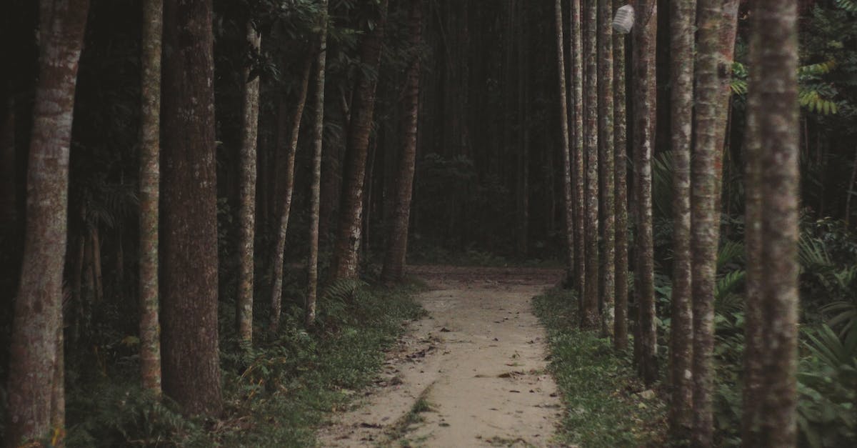 How do you make a trail of mobs in minecraft? - Brown Dirt Road Between Green Trees How do you make a trail of mobs in minecraft? - Brown Dirt Road Between Green Trees