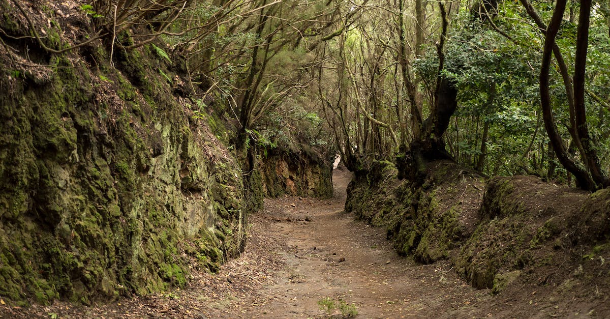 How do you make a trail of mobs in minecraft? - Brown Dirt Road Between Green Trees How do you make a trail of mobs in minecraft? - Brown Dirt Road Between Green Trees