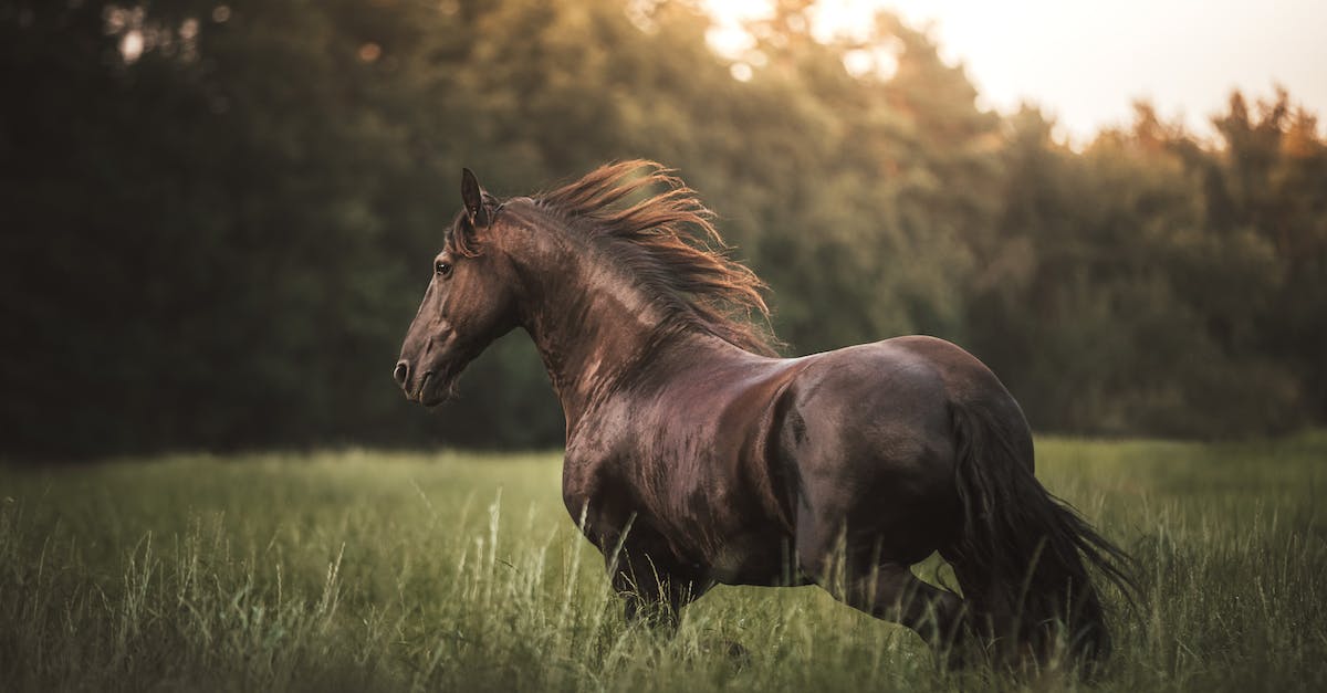 How do you make an animal spawner in Minecraft PE? - Portrait of Majestic Horse on Meadow