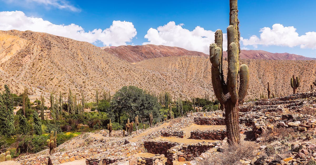 How do you navigate the invisible maze in the desert? - Saguaro Cactus Growing in the Valley How do you navigate the invisible maze in the desert? - Saguaro Cactus Growing in the Valley