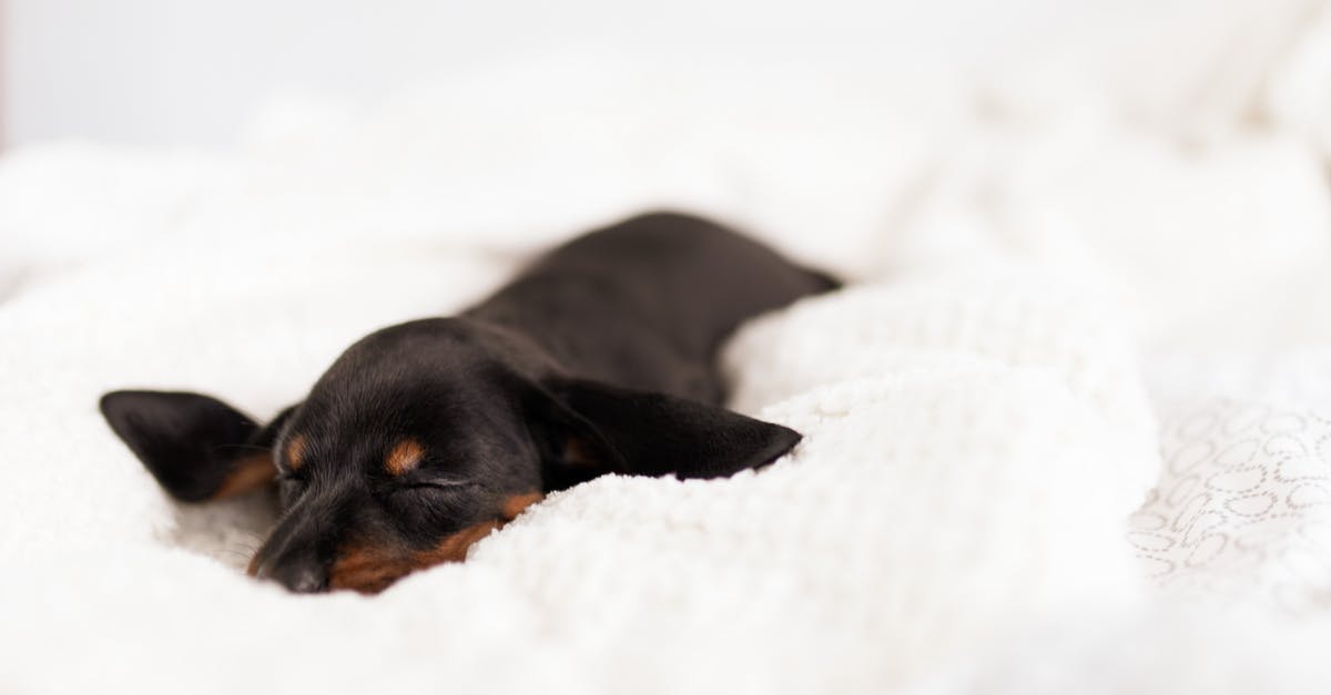 How do you send workers to a friend on Tiny Towers? - Adorable little smooth haired black Dachshund puppy sleeping peacefully on soft white blanket in morning How do you send workers to a friend on Tiny Towers? - Adorable little smooth haired black Dachshund puppy sleeping peacefully on soft white blanket in morning