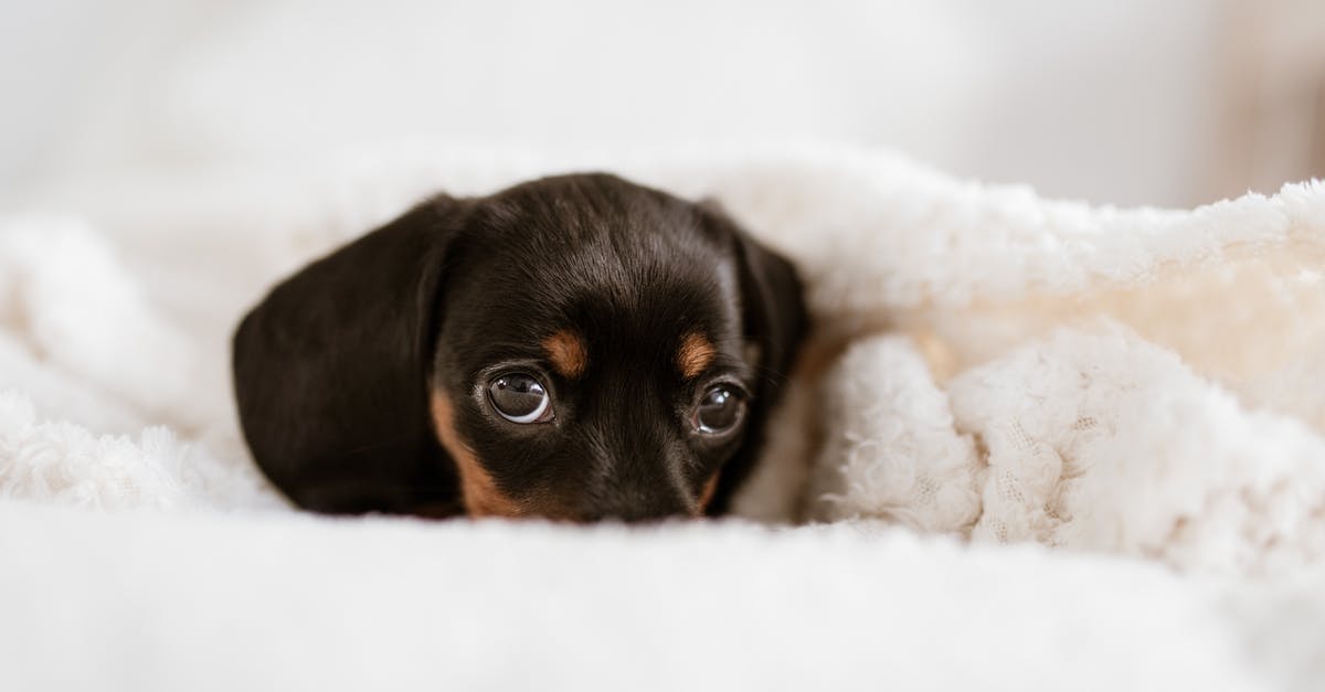 How do you send workers to a friend on Tiny Towers? - Cute Dachshund puppy lying on soft cozy bed How do you send workers to a friend on Tiny Towers? - Cute Dachshund puppy lying on soft cozy bed
