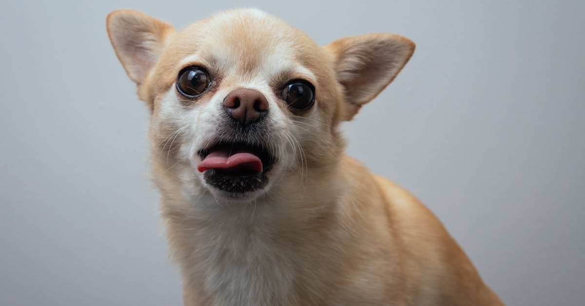 How do you send workers to a friend on Tiny Towers? - Adorable Chihuahua dog with white and beige fur sitting and looking at camera while sticking out pink tongue How do you send workers to a friend on Tiny Towers? - Adorable Chihuahua dog with white and beige fur sitting and looking at camera while sticking out pink tongue