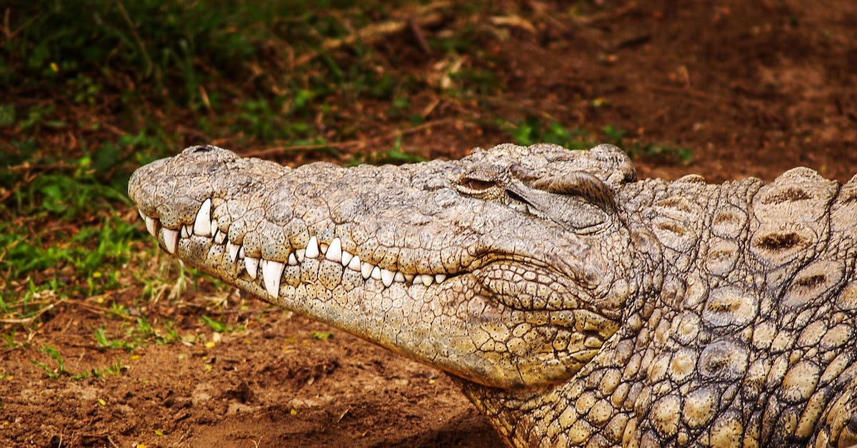 How do you unlock Eye and Teeth operations? - Close-up Photography of Brown Crocodile